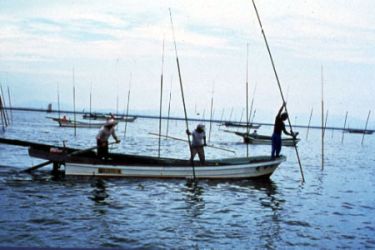 Men farming seaweed