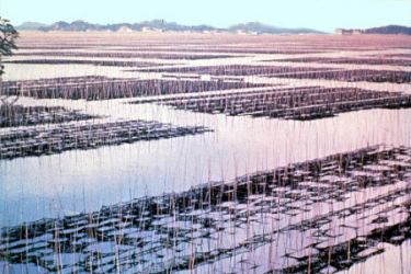 Seaweed farm