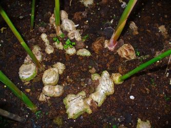 Ginger plants