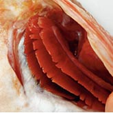 Look for bright red, clean and moist gills...