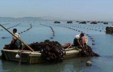 Men in boat harvesting kombu