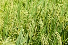 Sake rice field