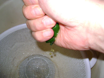 Squeezing excess water out of spinach