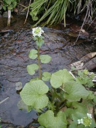 Wasabi growing in a stream