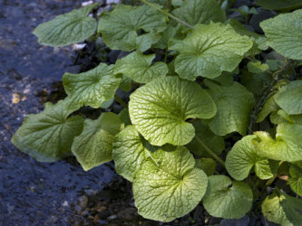 Wasabi growing in a stream