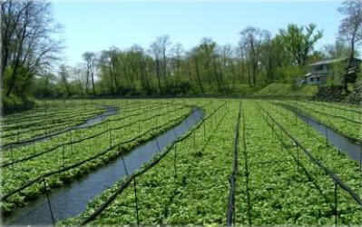 Wasabi farm