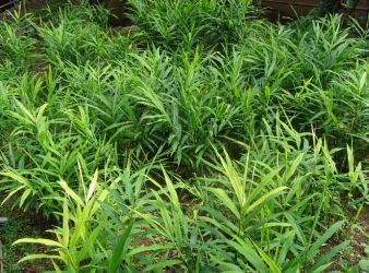 Ginger plants