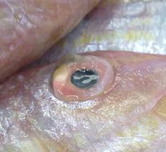 Avoid fish with cloudy and sunken eyes