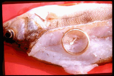 Showing parasites in fish