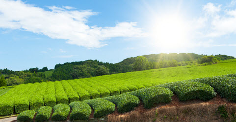 Green tea plantation