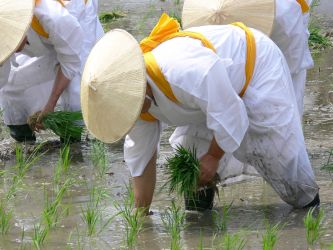 Rice being planted