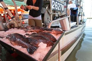 Iced fish on the back of a boat