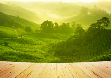 Tea plantation