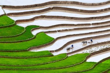 Rice field