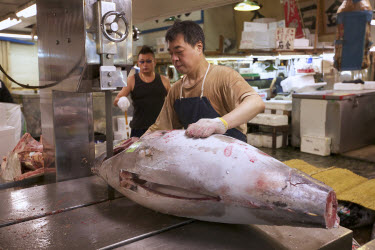 Frozen whole tuna being processed